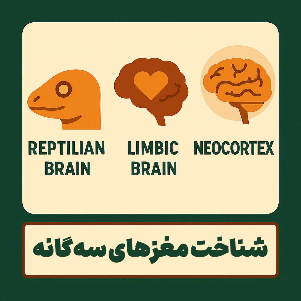 شناخت مغزهای سه گانه